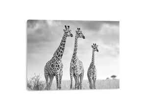 Black and white giraffe canvas art for modern living room decor.
