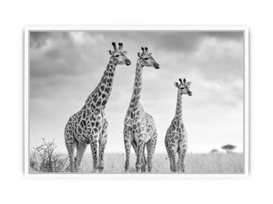 Black and white giraffe canvas art for modern living room decor.