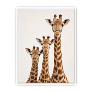 Square giraffe trio canvas art for nursery and kids room decor.