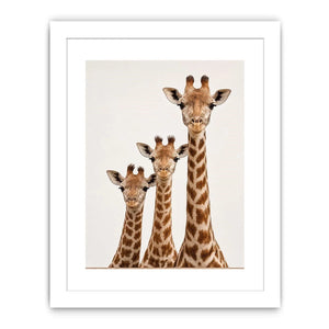 Square giraffe trio canvas art for nursery and kids room decor.