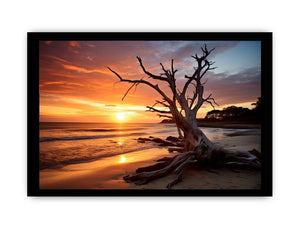 Botany Bay Australia beach sunset with sculptural tree for coastal living room wall art.