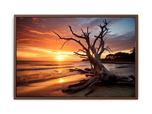Botany Bay Australia beach sunset with sculptural tree for coastal living room wall art.