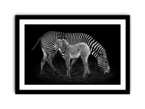 Mum & baby Zebra Art Print