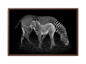 Mum & baby Zebra Poster