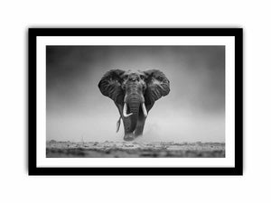 Elepahant Art Print