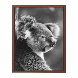Baby Koala Poster