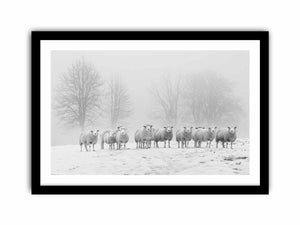 Sheep in the Field Art Print