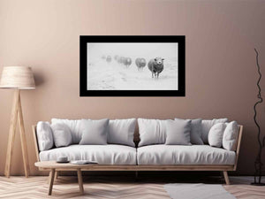 Sheeps in Field