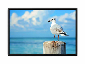 Seagull Painting