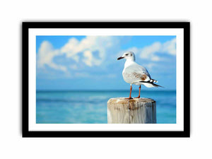 Seagull Art Print