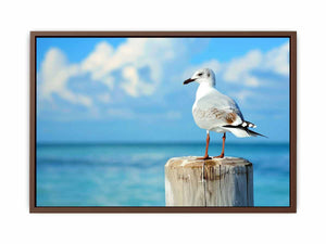 Seagull Poster