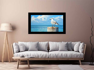 Seagull