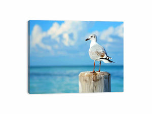 Seagull Canvas Print