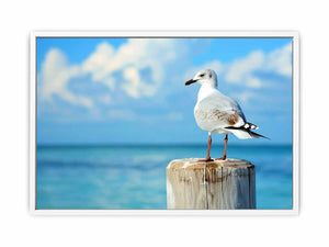 Seagull Framed Print