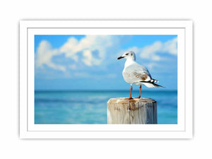 Seagull Streched canvas