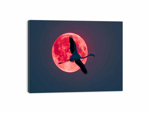Flamingo Canvas Print