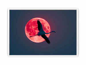 Flamingo Framed Print