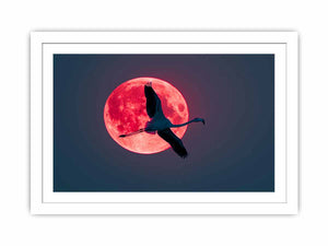 Flamingo Streched canvas