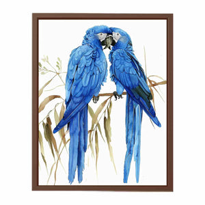 Hyacinth Macaw Poster