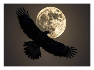 Eagle