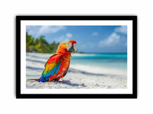 Tropical Parrot Art Print