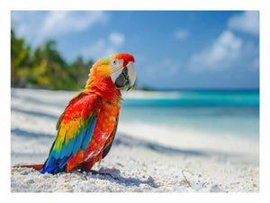 Tropical Parrot