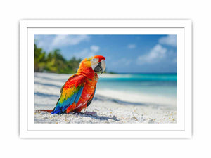 Tropical Parrot Streched canvas