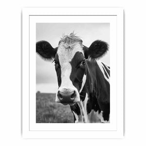 Cow Streched canvas