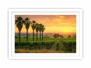 Adeliade Vineyards Streched canvas