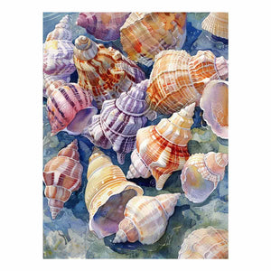 SHell
