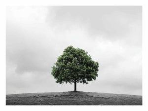Isolated Green Tree