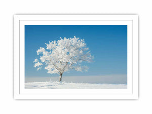 Solitary Tree Streched canvas