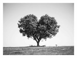 Black and white lone heart-shaped tree canvas art for minimalist room decor.