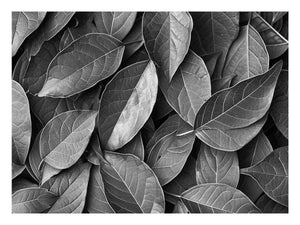 Black and white botanical leaves canvas art for calm modern bedroom decor.