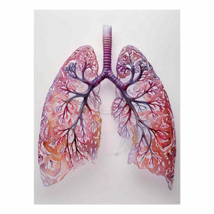 Breath of Bloom botanical anatomy canvas art featuring human lungs for medical office decor.
