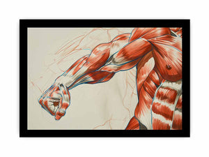 Horizontal anatomy muscle arm canvas art for office, gym, or study decor.