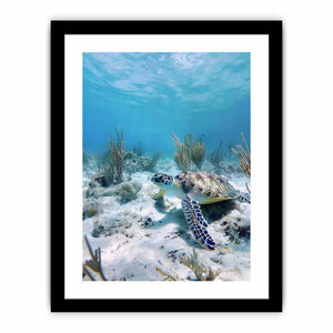 Underwater sea turtle canvas wall art for coastal bathroom decor.