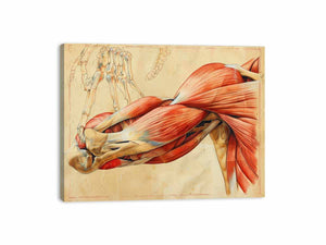 Vintage anatomical muscle and bone canvas art for office or study wall decor.