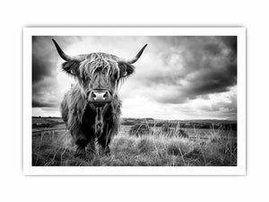 Black and white Highland cow landscape photography for rustic farmhouse decor.