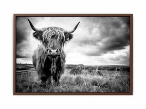 Stormy The Highland Cow Poster