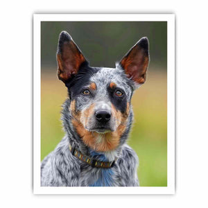 Realistic blue heeler dog canvas print for modern living room or office decor.