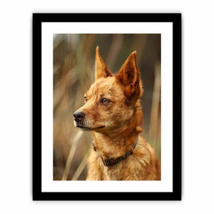 Red Heeler Art Print