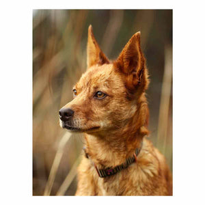 Warm red heeler dog portrait canvas art for rustic modern home decor.
