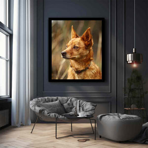 Red Heeler