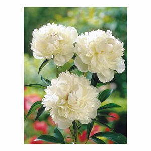 White peony floral canvas art for elegant bedroom and living room decor.
