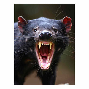 Dramatic Tasmanian devil portrait canvas art with open mouth for bold modern wall decor.