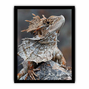 Frilled lizard wildlife canvas art for earthy modern living room decor.