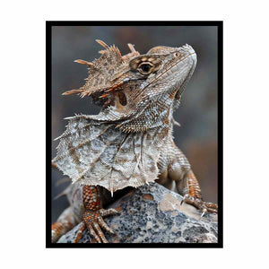 Frilled lizard wildlife canvas art for earthy modern living room decor.