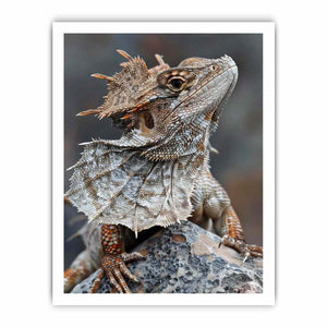 Frilled lizard wildlife canvas art for earthy modern living room decor.