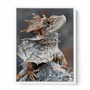 Frilled lizard wildlife canvas art for earthy modern living room decor.